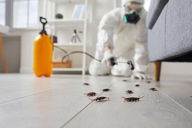 Commercial Kitchen Cockroach Control in Williamstown